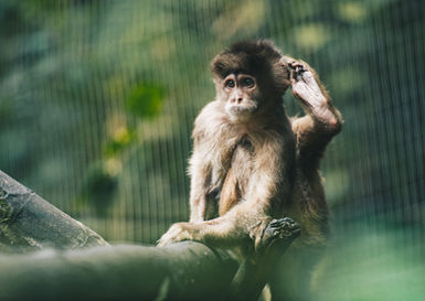 Singe capucin dans la forêt amazonienne en Équateur.