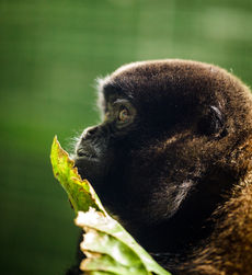 Singe laineux en Amazonie équatorienne.