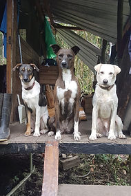 Chiens du centre de réhabilitation en Équateur