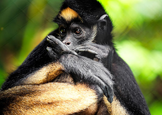 Singe-araignée en réhabilitation dans un centre de conservation de la faune sauvage en Amazonie péruvienne.