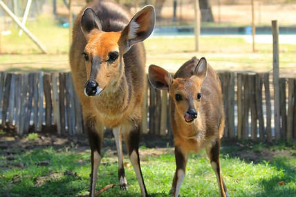 Nyala dans un sanctuaire pour la faune sauvage africaine en Afrique du sud