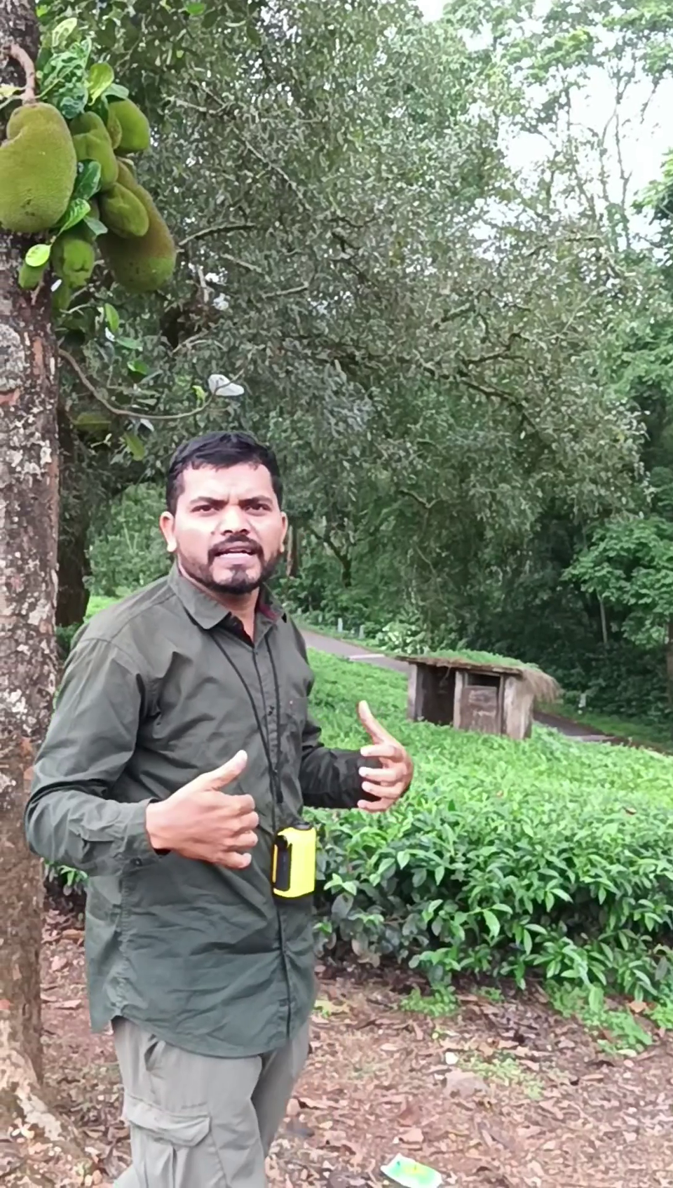 Satanu showing a dumping site nearby a jackfruit tree. The lion-tailed macaques forage from both.