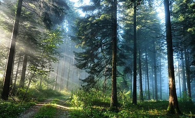 nature5.jpg