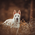 Nala.jpg