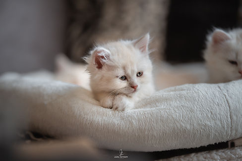 DSC_7478.jpg