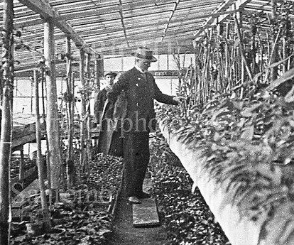 Mario Calvino Avocado Liguria