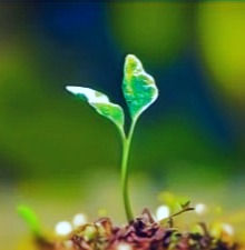 15th OT A ~ "Plant the Seed of Glory" ~ Rev. Benjamin Roberts, D. Min