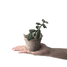 Succulent