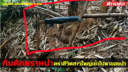 สาวใหญ่ หาของป่าถูก(ห่าวปืน)*ดับอนาถกลางป่า