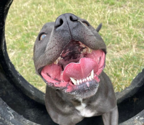 scout the staffy.jpg