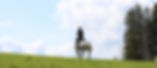 554A4277_edited.jpg