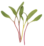03447m_01_rainbow_chard_edited.png