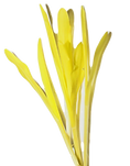 cornshoots_orig_edited.png