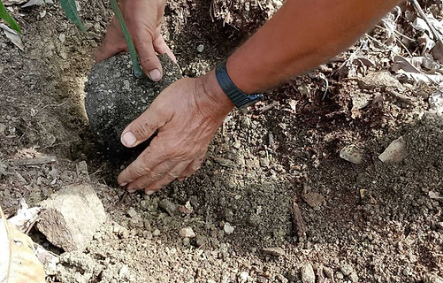 Paco El Peloto plantando un mango Osteen.