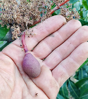 Un mango Osteen en fase inicial de crecimiento..jpeg