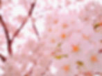 瀬見温泉の桜の見頃は4月下旬から