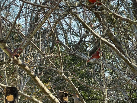 Birding from our Kitchen Window