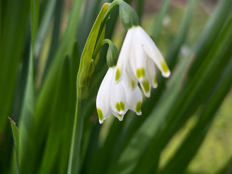 Early Spring - Our Flower Farm Wakes