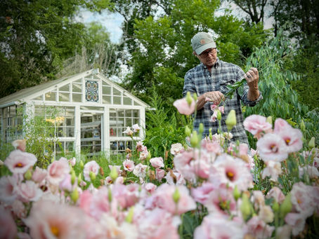 Allen harvests flowers in the morning light.