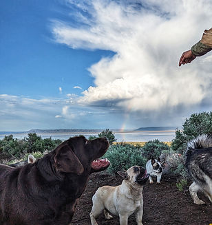 Elwood with chosen attention on his handler