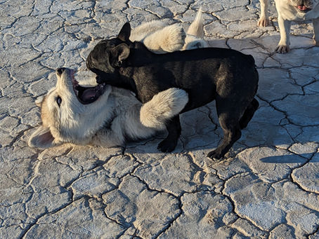 The Wisdom of the Pack: Learning from Your Dog's Natural Instincts