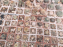 Cactus Shop