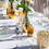 Thumbnail: Table decoration White dream