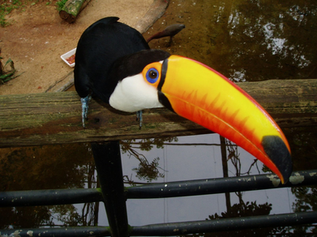 Iguazu Bird Park, Brazil