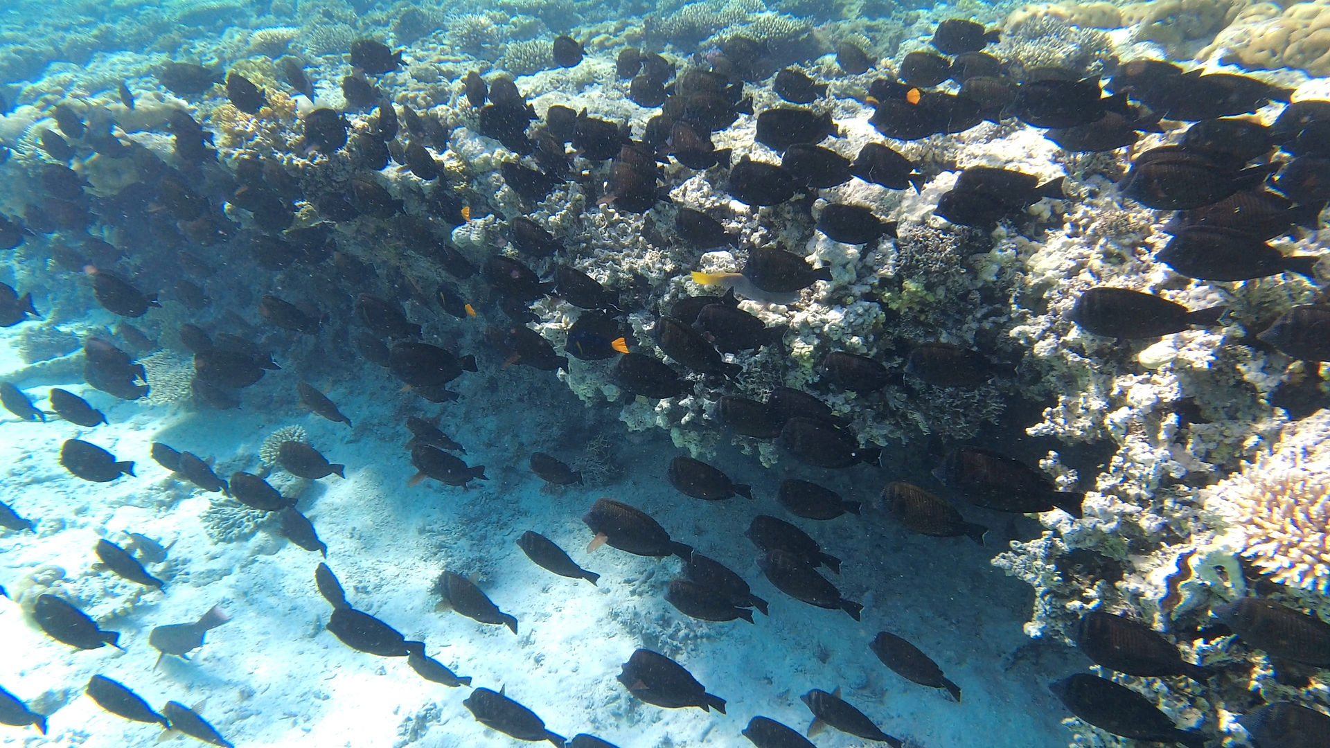 Red sea snorkeling with many fishes