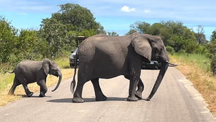 an elephant and a calf a crossing a road in Kruger NP