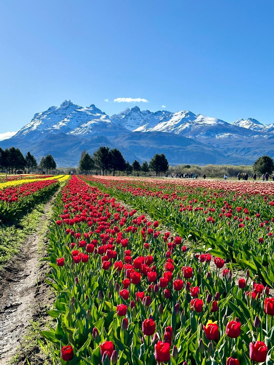 Campo de Tulipanes