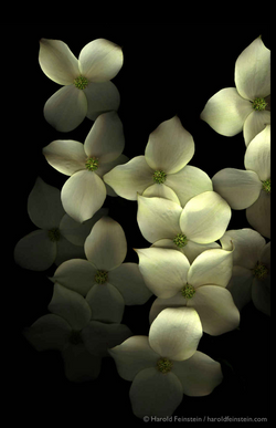 Screen Shot 2018-10-05 at 1.27.31 PM