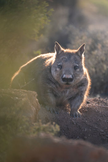 Southern Hairy-nosed Wombat (2025)