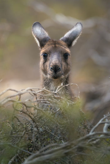 Western Grey Kangaroo (2025)