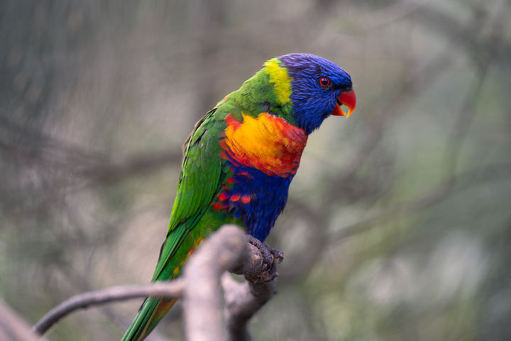Rainbow Lorikeet (2025)