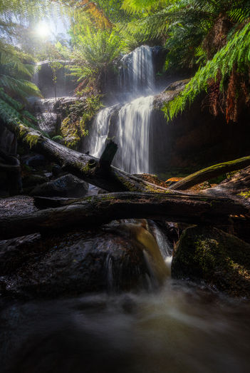 The fern tree (2024)