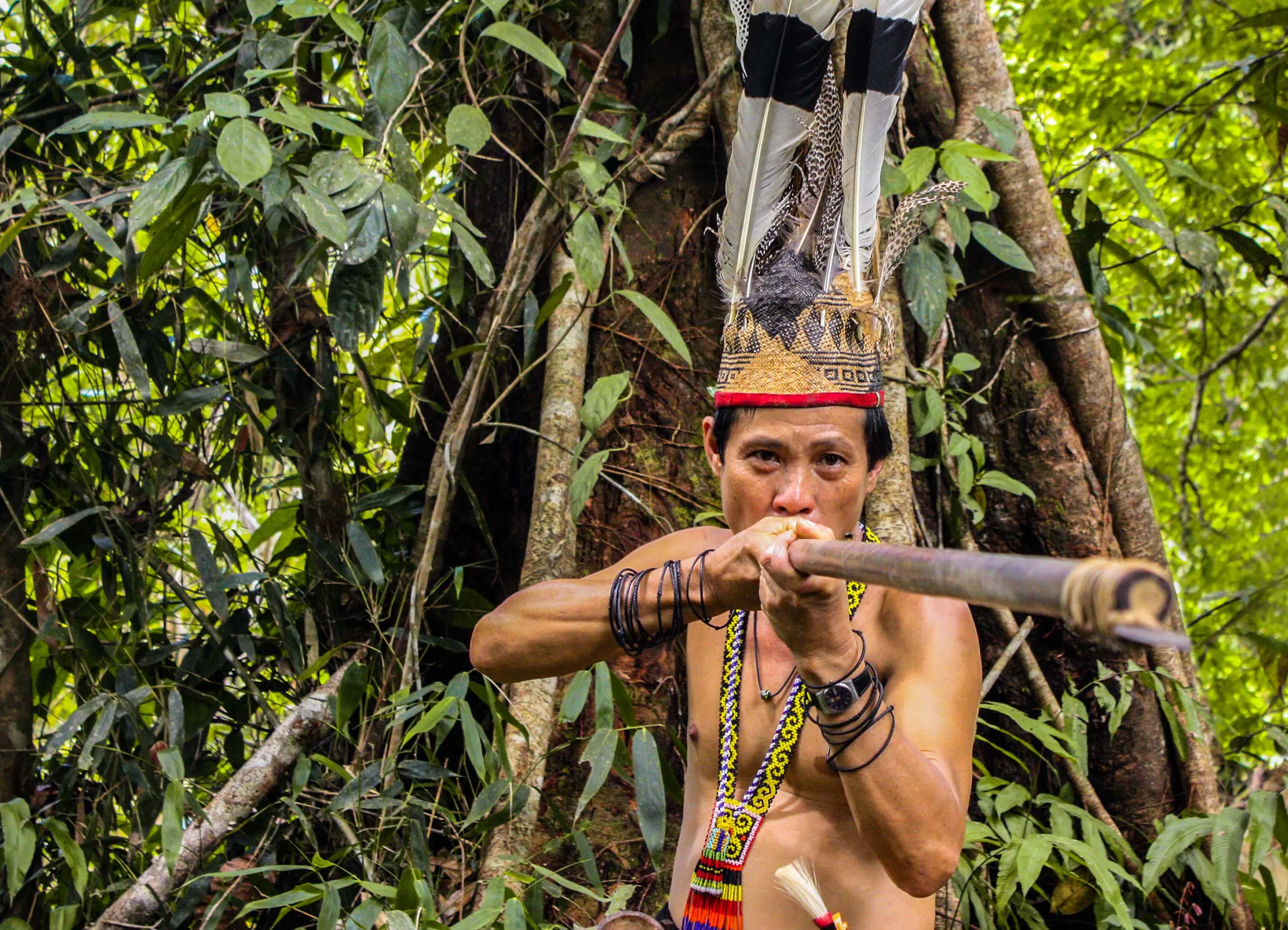 Penan man points a blowpipe wearing traditional headdress in front of a rainforest tree