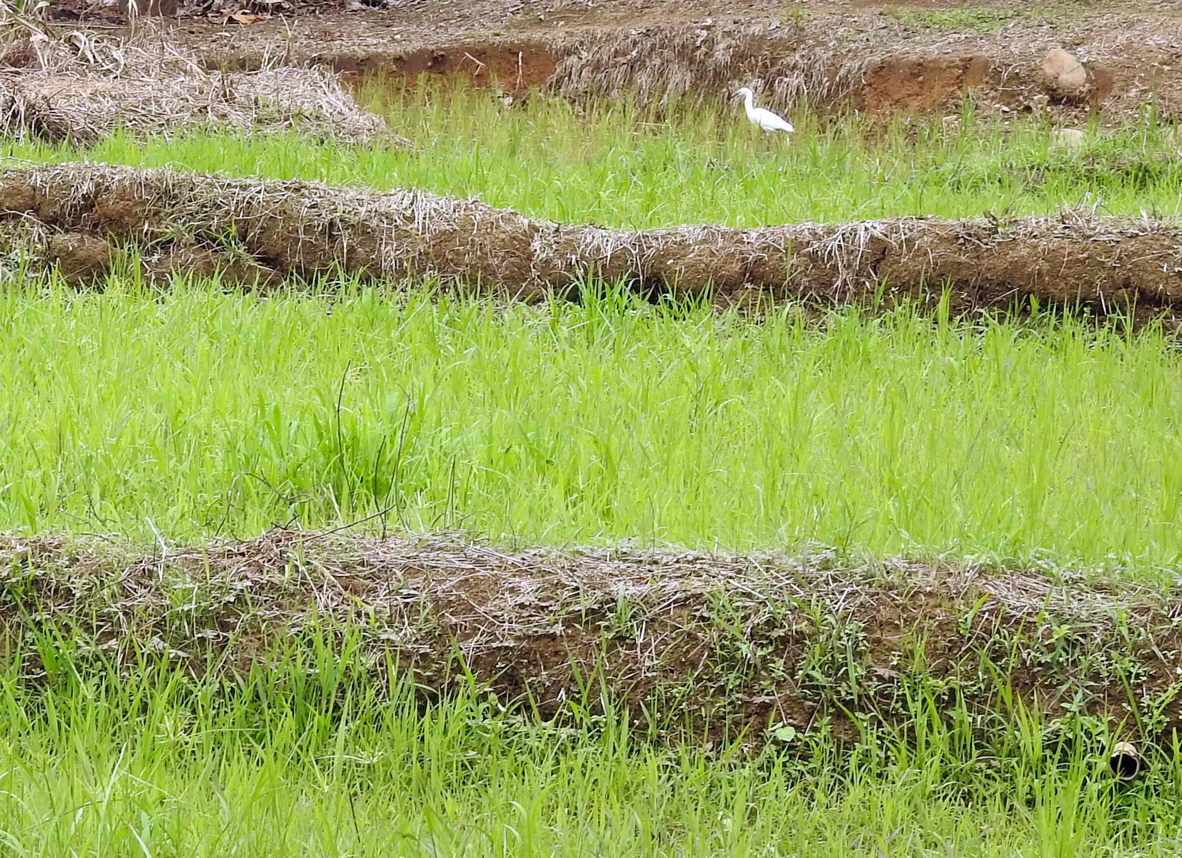 Landnutzung_neu_Rice-Paddy-Long-Sait_2880.webp