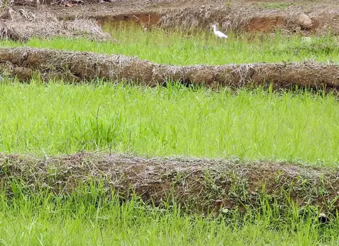 A white egret bird is shown in the wet rice paddy field