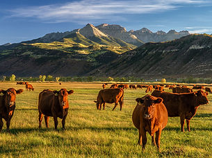 ridgway.jpg