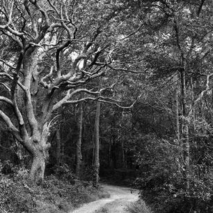The Graves Of Nags Head Woods