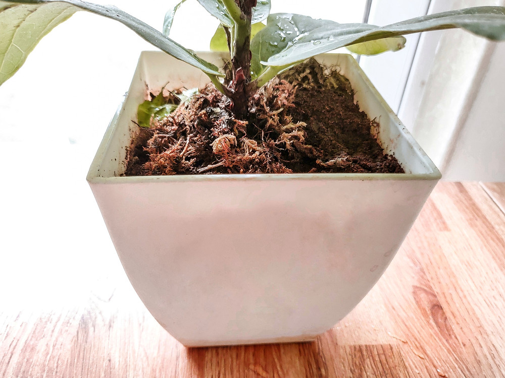 Grow a stylish fiddle leaf fig in your house! Here is how ...