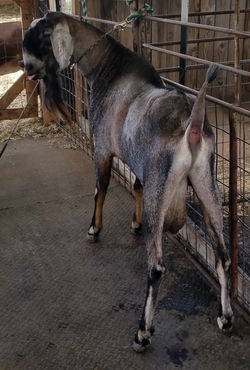 ++*B GCH Hoanbu PB Let Me Lead