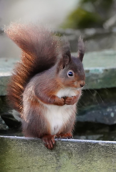 red squirrel