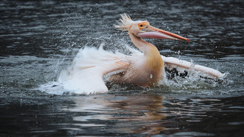 Portrait Animalier - Île-de-France - Un pélican qui s'ébroue dans un étangs à Londres par Mathieu BOURIN