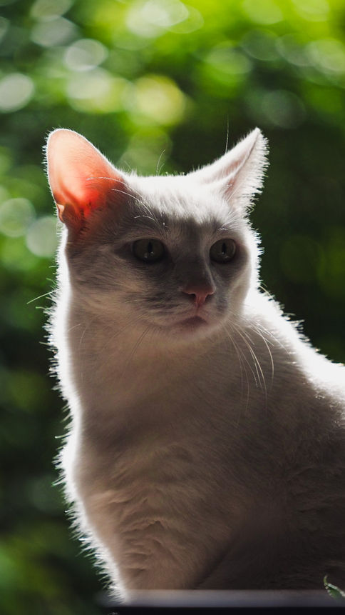 Photographe animalier - Île-de-France - Chat blanc avec un fort contraste de lumière et un halo autour de lui en Seine-et-Marne par Mathieu BOURIN