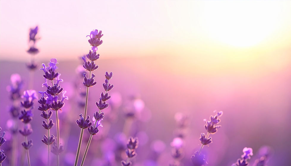 Firefly_hintegrundfoto für website, Andeutung von lavendel, hauptsächlich viel unschärfe u