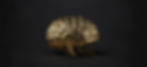 Default_golden_realistic_brain_in_a_dark_grey_background_wallp_1_1a3abe1f-3e07-4c33-8c31-c