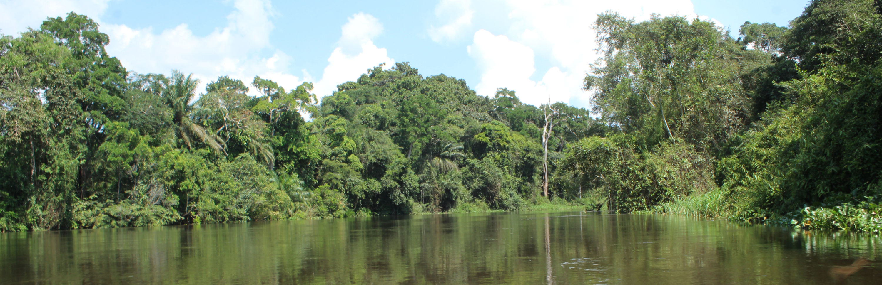 Businga Forest VPCC™ & VRCC™ 972,132 LOA units per annum