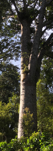 Voluntary Vintage Carbon Credits from pre-1990 forest